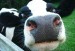 GLU2bc834_cow